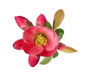 Obraz premium Close up of a Flowering Quince (Chaenomeles) with leaves isolated on white background.