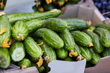 Heap of fresh cucumbers at a farmers market. Vitamin healthy food.Organic eating