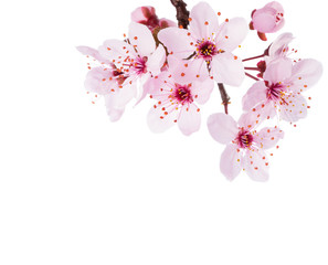 Branch of Sakura isolated on a white background.  Close-up.