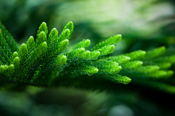 Fototapeta close up of a green plant obraz