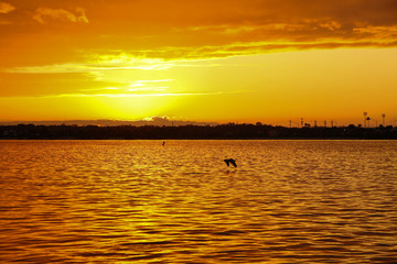 Pelican Soaring over the St. Johns River at Sunset