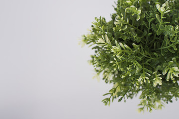 clean image of interior decoration plant in white pot with white background