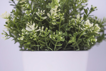 clean image of interior decoration plant in white pot with white background