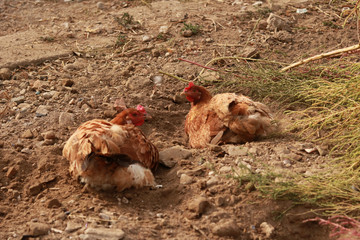 chickens on the farm