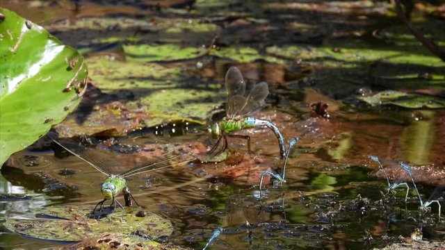 Gro&szlig;e K&ouml;nigslibelle (Anax imperator) und Azurjungfern bei der Eiablage