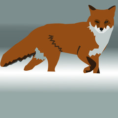 lonely fox runs in the snow