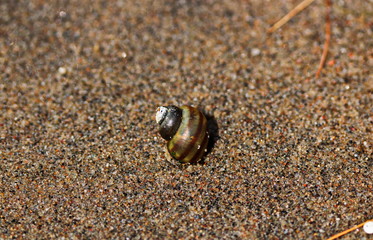 Fototapeta na wymiar Small snail shell on a beach in Ontario, Canada. Summer tones red, orange, brown, pink, yellow.
