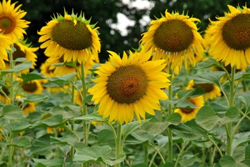 field of sunflowers