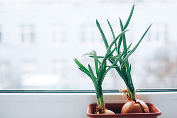 Green onions grown in the spring on the windowsill, environmental product concept