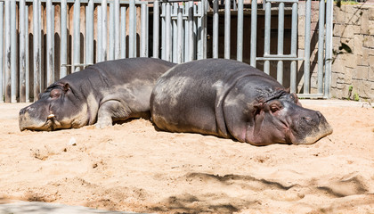 Two sleeping hippos in a zoo