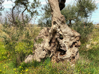 Fototapeta na wymiar The amazing secular olive trees in the south of Italy, Puglia