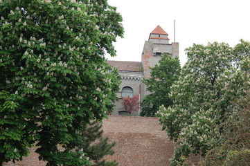 Blooming chestnuts in the park Kalemegdan, Belgrade