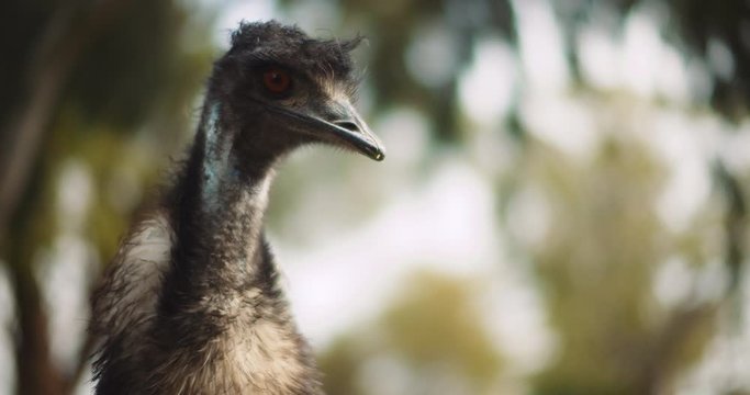 Close up of Emu at the farm, on a sunny day, trees bokeh background. BMPCC 4K