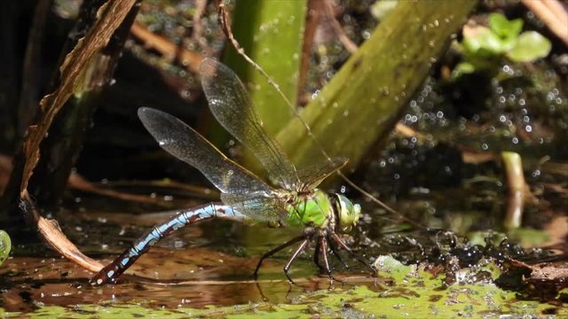Gro&szlig;e K&ouml;nigslibelle (Anax imperator) und Azurjungfern bei der Eiablage