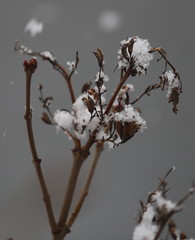 branch of tree in winter
