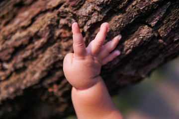 baby's hand touches the pine tree trunk