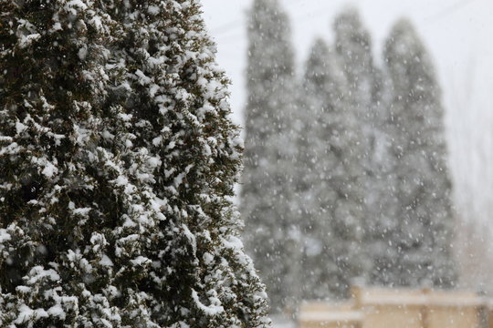 snow covered trees