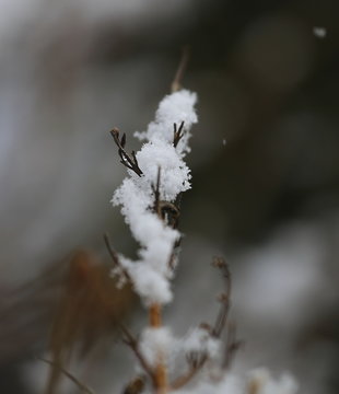 branch of a tree in winter