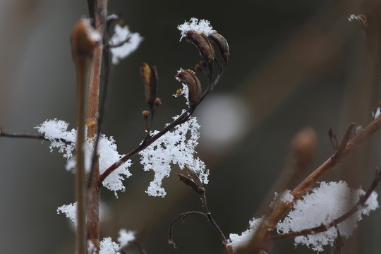 branch of a tree in winter