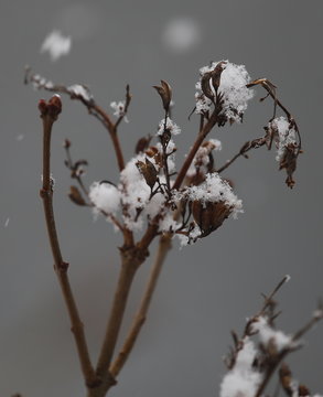 branch of tree in winter