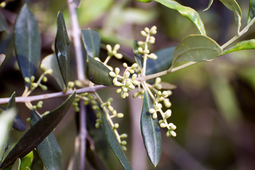 olive tree with buds and leaves