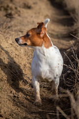 Portrait of a beautiful young Jack Russell Terrier breed dog