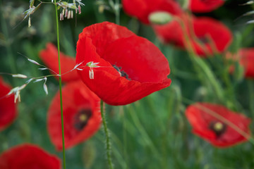 Red poppies in green grass.Close up.