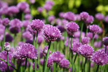 flowers in the garden