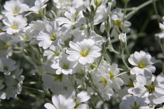 white flowers in the garden