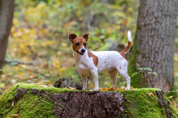 Portrait of a beautiful young Jack Russell Terrier breed dog.