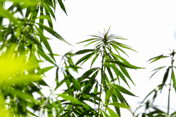 Industrial hemp, cannabis plant in the countryside in bright background , farmer growing cannabis plants, agriculture concept