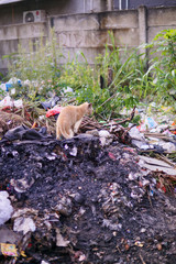 stray cats look for food in a pile of garbage