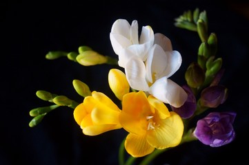 Beautiful background with colorful freesia flowers - Ecklon ex Klatt