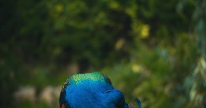 Close up of beautiful adult male peacock cleaning its feathers. Green bokeh background, slow motion. BMPCC 4K