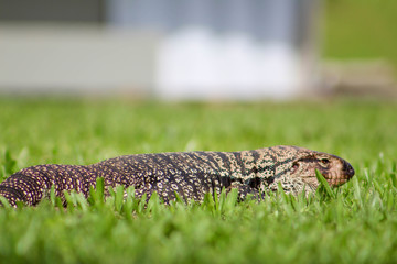 Lagarto (lizard)