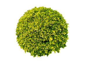 Spherical bushes, on a white background,clipping path
