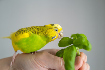 Yellow and green budgerigar parakeet being hand fed a srig of basil herd.