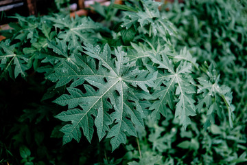 Fresh green papaya leaves with rain drops