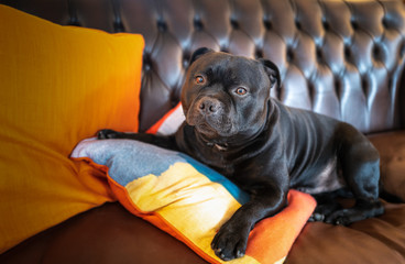 A Staffordshire Bull Terrier dog lying on a brown vintage leather sofa with bright orange cushions.