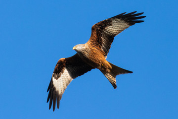 Portrait eines Rotmilan (milvus milvus) vor blauen Hintergrund in Deutschland