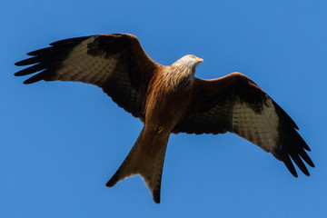 Portrait eines Rotmilan (milvus milvus) vor blauen Hintergrund in Deutschland