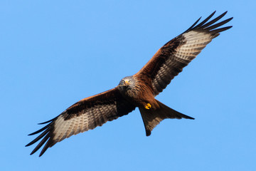 Portrait eines Rotmilan (milvus milvus) mit ausgebreiteten Flügeln vor blauen Hintergrund in Deutschland mit Ast im Schnabel