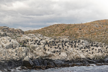 Argentina, Patagonia – birds on the rocky island.