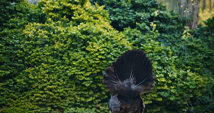 Adult peahen (female peacock) from the back, green bushes in the background. BMPCC 4K