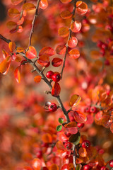 Red berries on a branch. Red natural autuman background. 