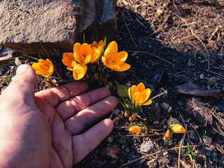  The palm of a man and the yellow blossoming flowers of saffron (Latin Crocus flavus) grow next to...