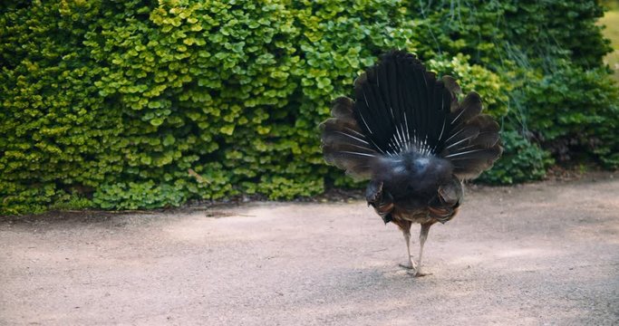 Adult peahen (female peacock) from the back. BMPCC 4K