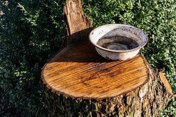 A very dirty old and metal enameled Cup, the plate stands on a brown sawn log with a large bark over an evergreen shrub and leaves.