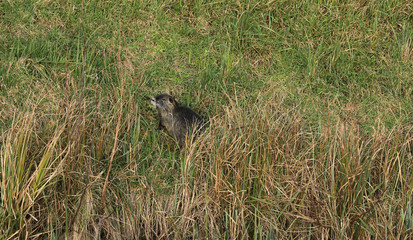 Nutria Nagetier