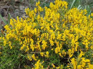 Obraz premium Ginestra selvatica